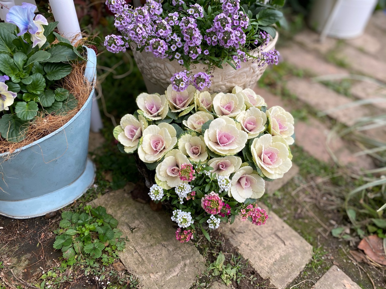 無農薬(ᵔᴥᵔ)♡♡挿し穂♡可愛いお庭♡ガーデニング♡ 無農薬(ᵔᴥᵔ)♡♡挿し穂♡可愛いお庭♡ガーデニング♡ 無農薬(ᵔᴥᵔ