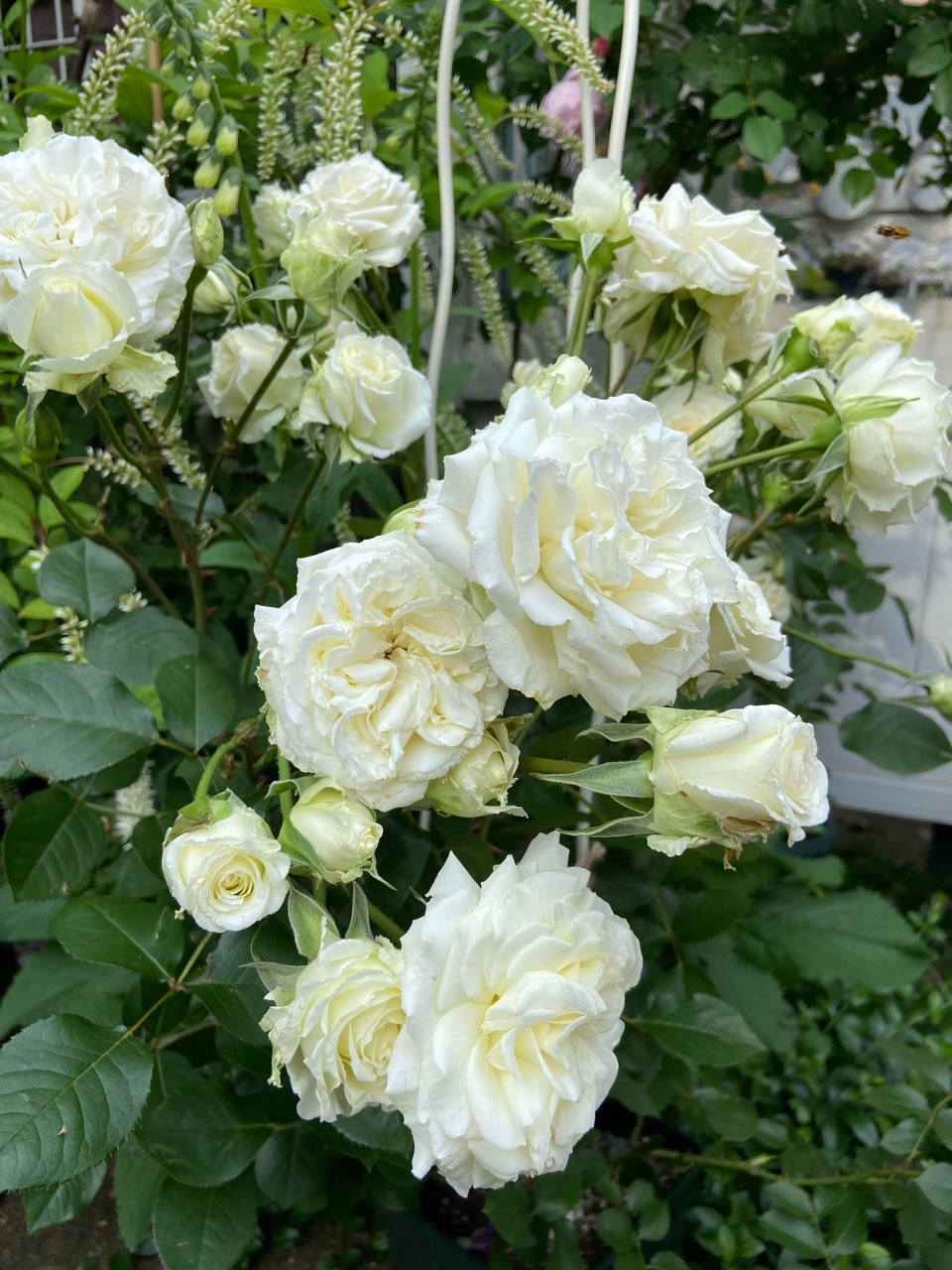 鴨居玲　花　バラ　薔薇　鑑定書なし おやすみ前のバラタイム(3枚) ▫️▫️▫️▫️ こんばんは 今夜