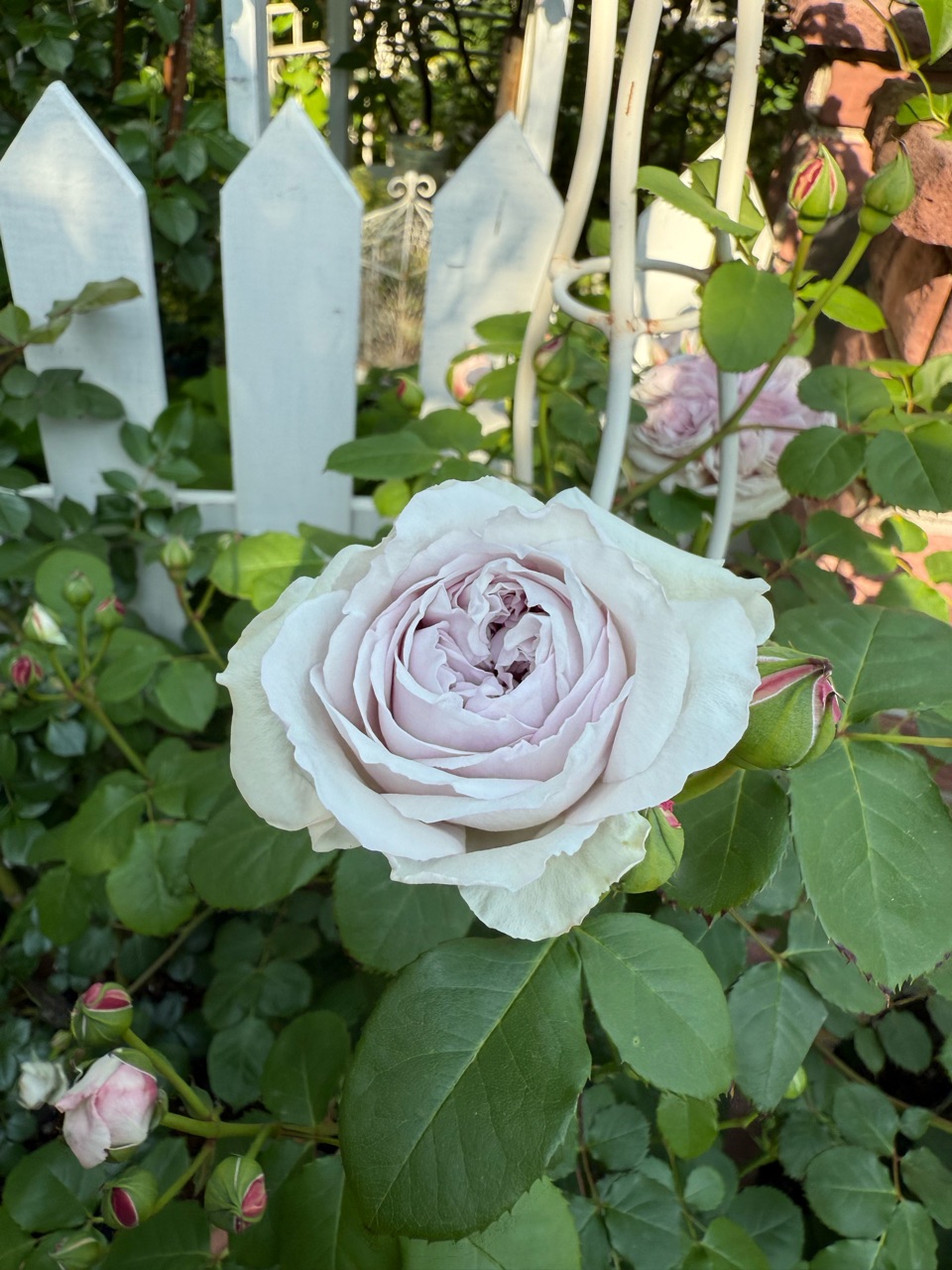 くすみカラーのバラ〝カラーオブジュピター＆ルクソール〟←なんか違う