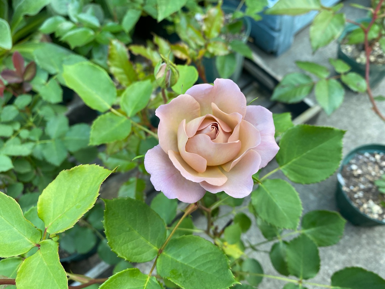 ミルクティーピンクのバラ シュナーベル 他 のばらのガーデニングブログ Hana And Rose Garden Powered By ライブドアブログ ミルクティーピンクのバラ シュナーベル 他 のばらのガーデニングブログ Hana And Rose Garden Powered By ライブドアブログ