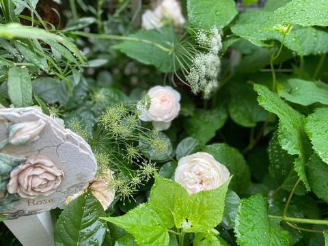 アナベルに埋まったクリスティアーナ のばらのガーデニングブログ Hana And Rose Garden Powered By ライブドアブログ