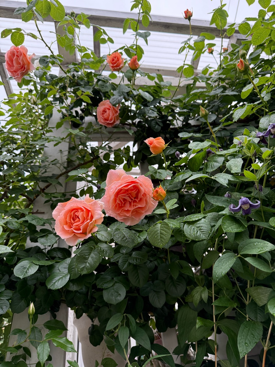 ＊やっちゃん様おまとめ＊瑪瑙薔薇　ピンクグラデーション　ラビットヘアルチル やっちゃん様おまとめ＊瑪瑙薔薇 ピンクグラデーション ラビット