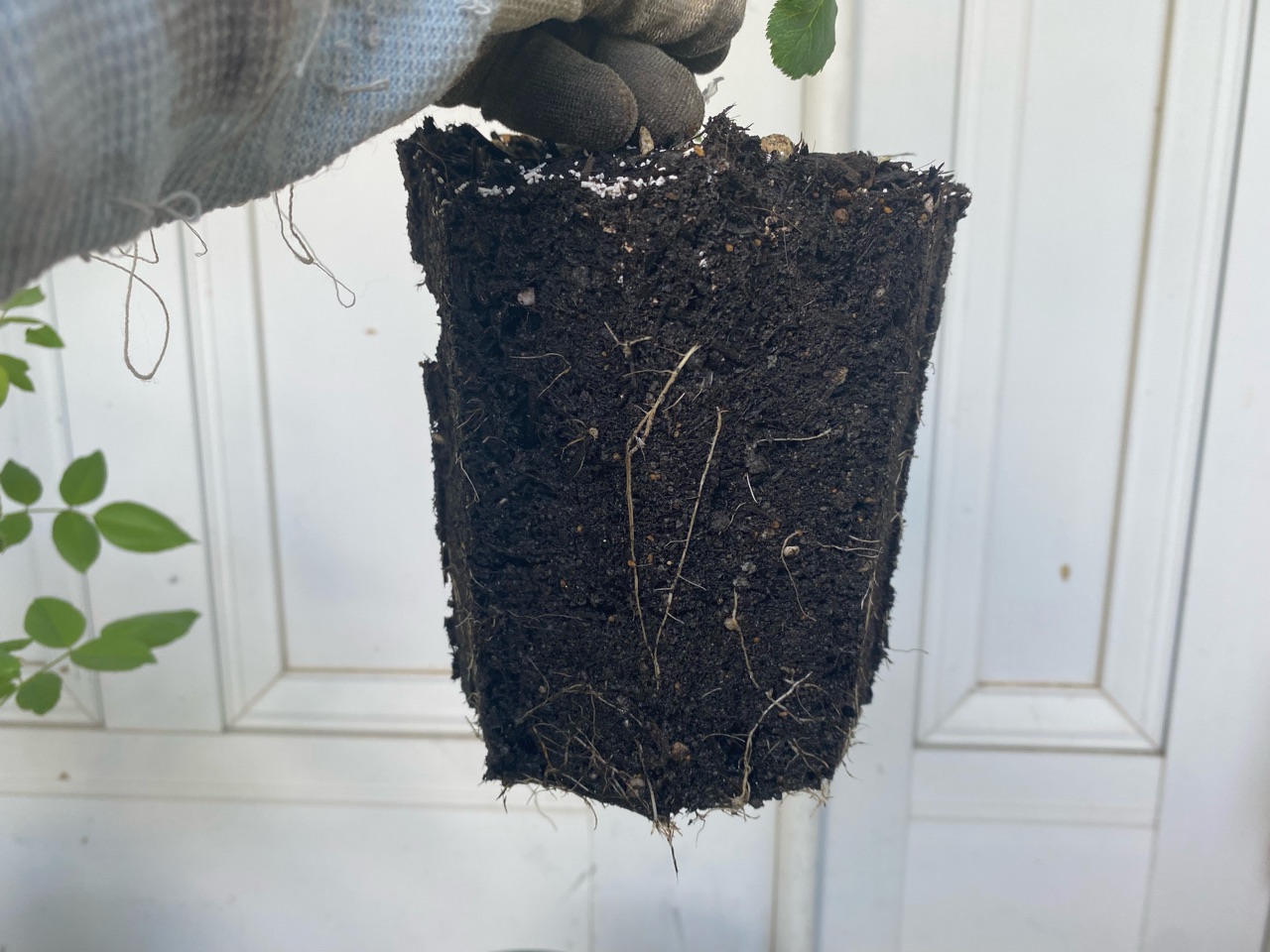 バラ新苗】の鉢増しと植え方 : のばらのガーデニングブログ Hana and