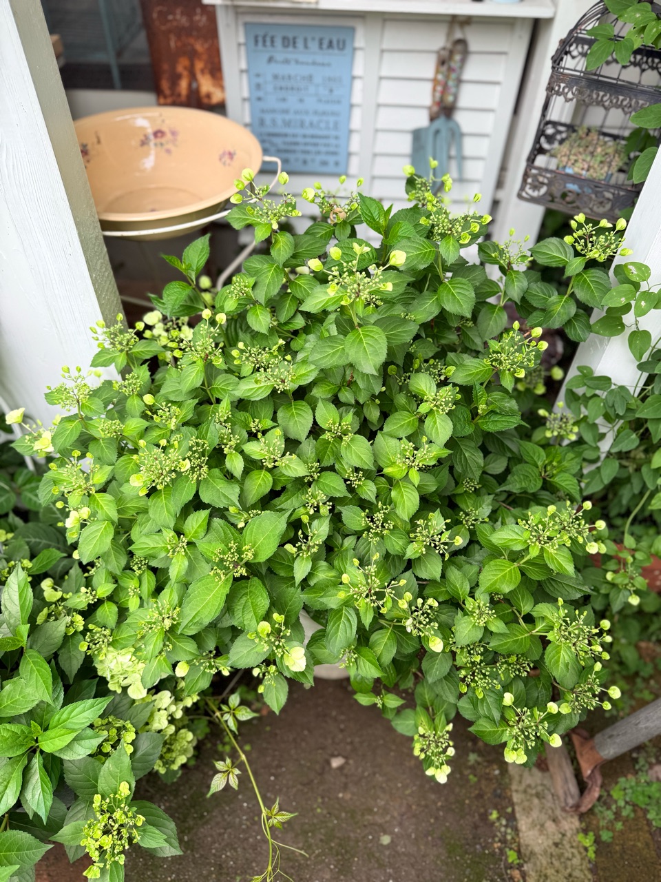 ランブラーローズ静かに咲き始める｜雨水だけで育てた紫陽花の色は