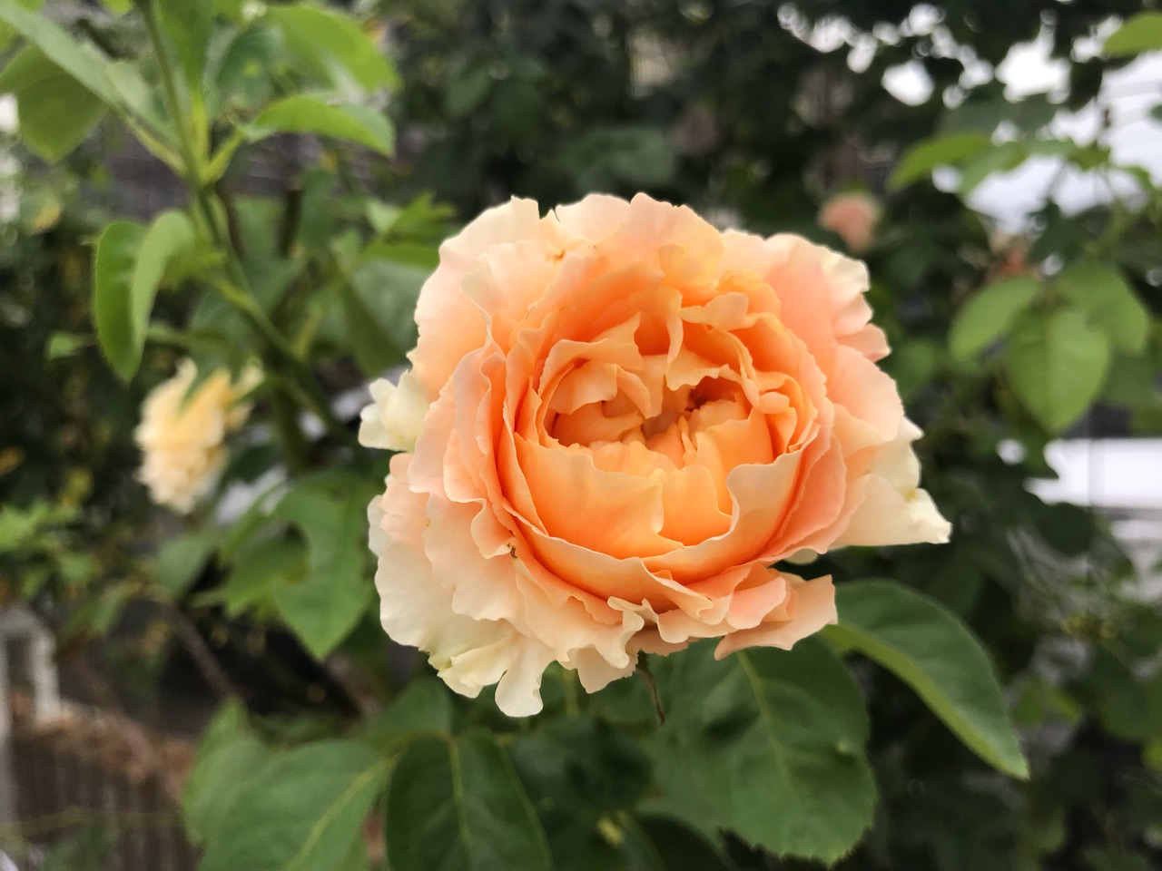 今朝のバラ クロードモネ他 見当違いのメッセージ のばらのガーデニングブログ Hana And Rose Garden Powered By ライブドアブログ