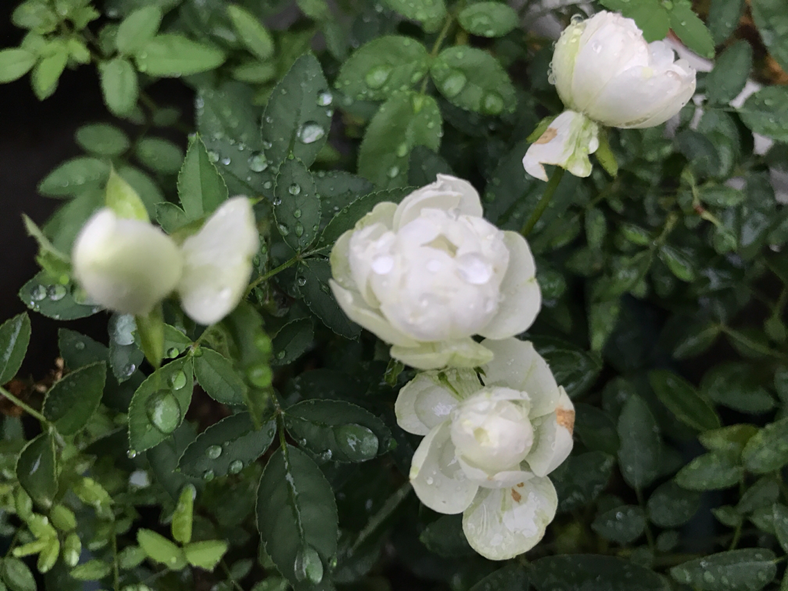 雨の中うっかり咲いた夏のバラ のばらのガーデニングブログ Hana And Rose Garden Powered By ライブドアブログ