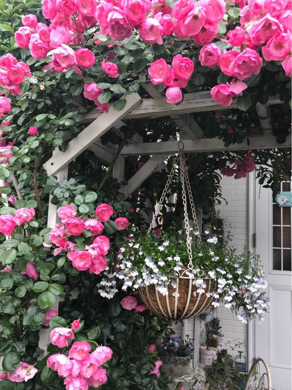 つるバラの誘引 アーチに誘引アンジェラ のばらのガーデニングブログ Hana And Rose Garden Powered By ライブドアブログ つるバラの誘引 アーチに誘引アンジェラ のばらのガーデニングブログ Hana And Rose Garden Powered By ライブドアブログ