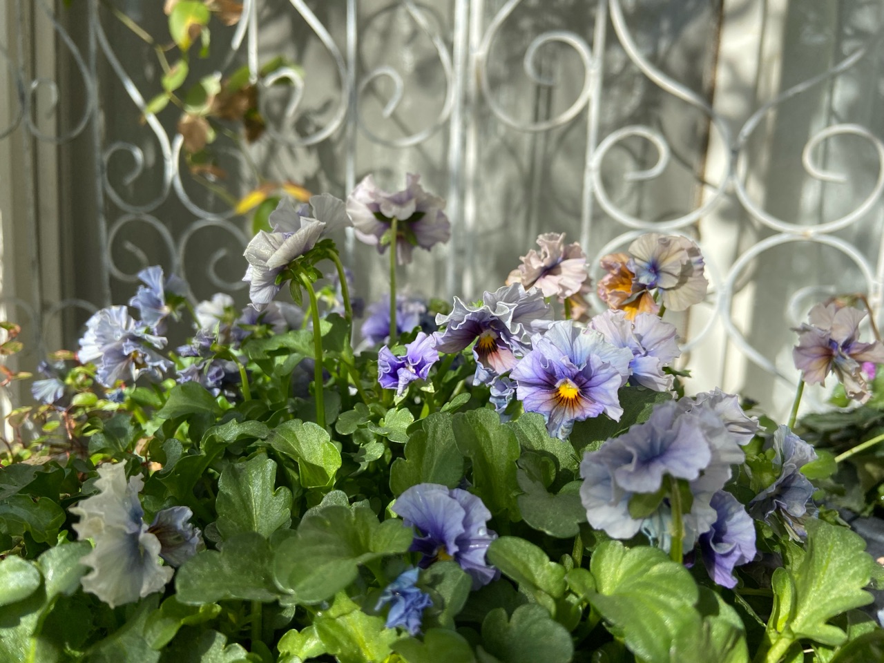 先代さんの紫陽花の挿し穂から