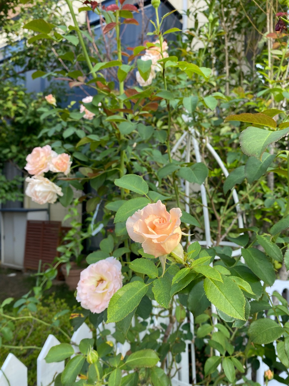 バラが結構咲いてるんです のばらのガーデニングブログ Hana And Rose Garden Powered By ライブドアブログ バラが結構咲いてるんです のばらのガーデニングブログ Hana And Rose Garden Powered By ライブドアブログ