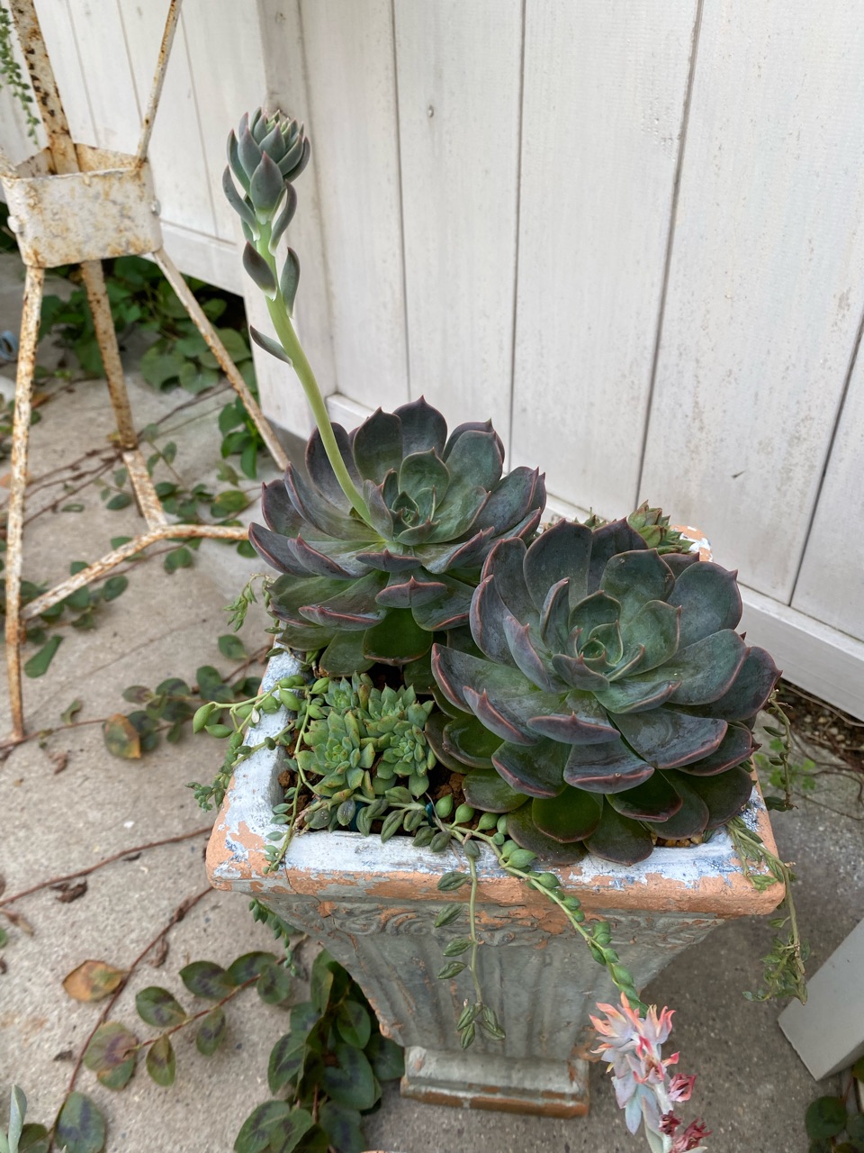 多肉ってどの部位からも増えますね これは花芽か子株か のばらのガーデニングブログ Hana And Rose Garden Powered By ライブドアブログ