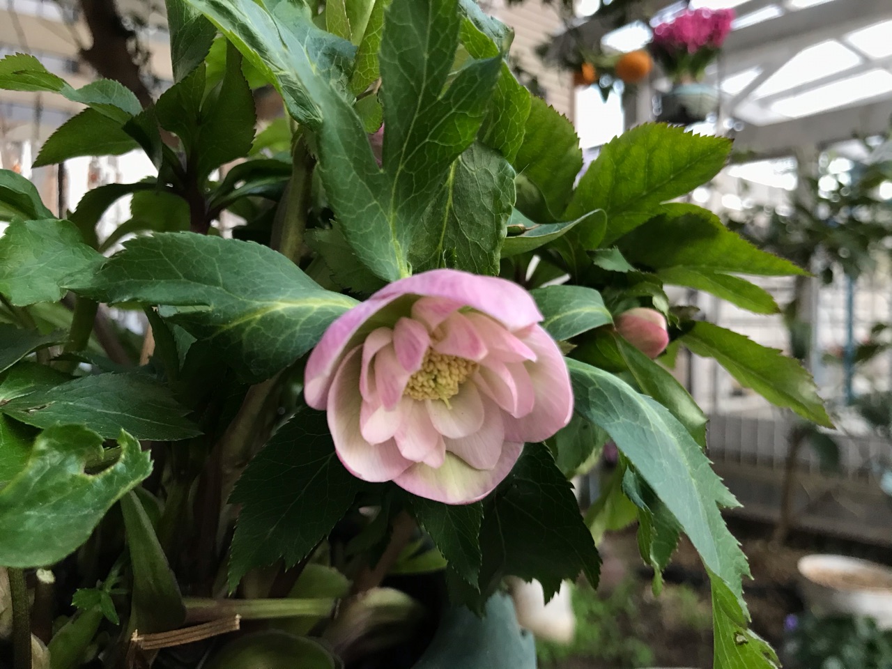 ふんわり可愛いピンクのクリスマスローズ こぼれ種 これはあの花 のばらのガーデニングブログ Hana And Rose Garden Powered By ライブドアブログ