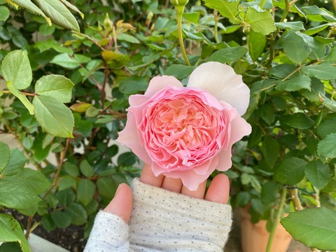 のばらのガーデニングブログ Hana And Rose Garden Powered By ライブドアブログ のばらのガーデニングブログ Hana And Rose Garden Powered By ライブドアブログ