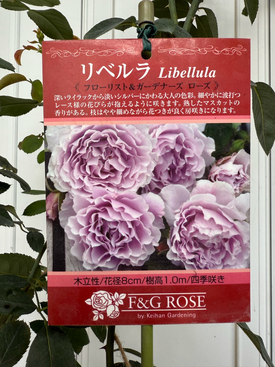 バラ売り コメント参照 夏にバラが届いた時の受取り方とその後の注意 : のばらのガーデニング