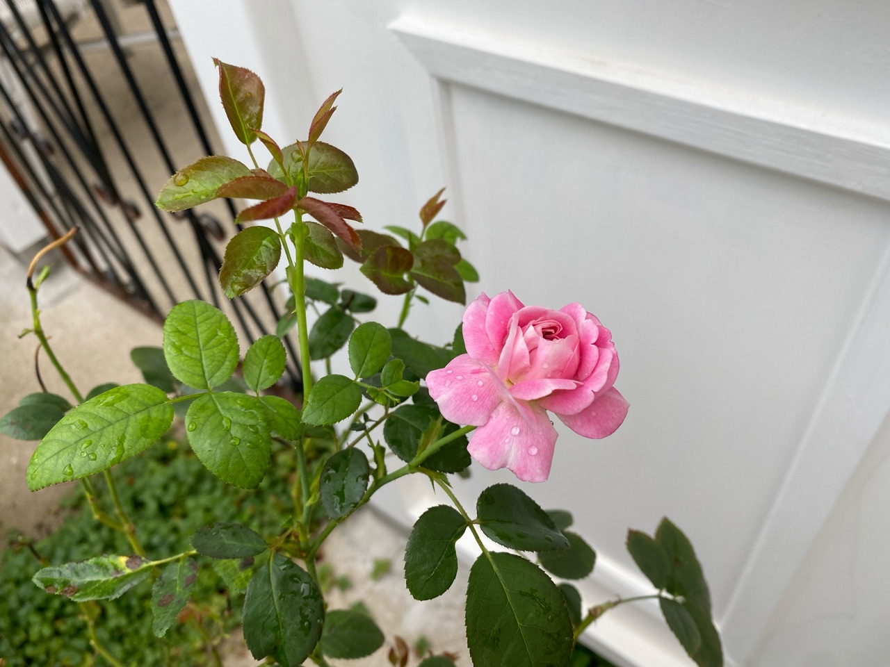 バラの夏剪定 をしてみた のばらのガーデニングブログ Hana And Rose Garden Powered By ライブドアブログ