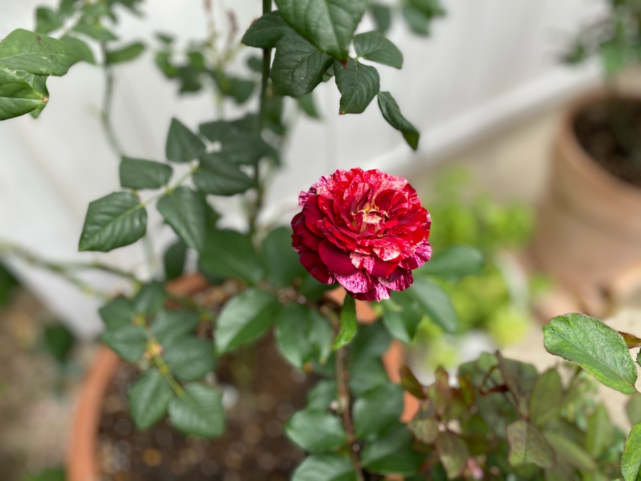 バラ二番花と葉の色が クロロシス のばらのガーデニングブログ Hana And Rose Garden Powered By ライブドアブログ
