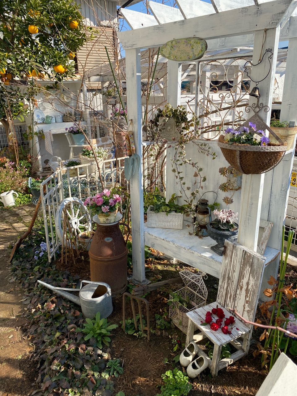 可愛いヘデラが紅葉して強そうなヘデラに変身しました 艸 のばらのガーデニングブログ Hana And Rose Garden Powered By ライブドアブログ 可愛いヘデラが紅葉して強そうなヘデラに変身しました 艸 のばらのガーデニングブログ Hana And Rose Garden Powered By ライブドアブログ