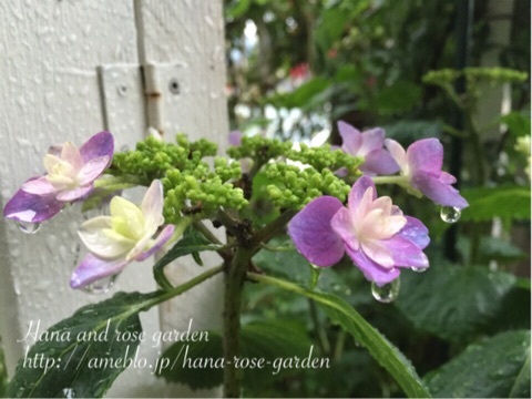 {176F9FA5-9A97-46ED-99B9-BC689F204A36:01}
