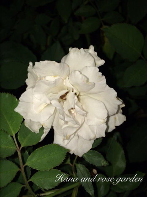 {E7C867A5-3B09-4EEF-B953-F3BB27D113CA:01}