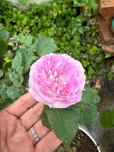 花 バラ バラがせっかく咲き始めたのに…&ユリとアナベル : のばらの