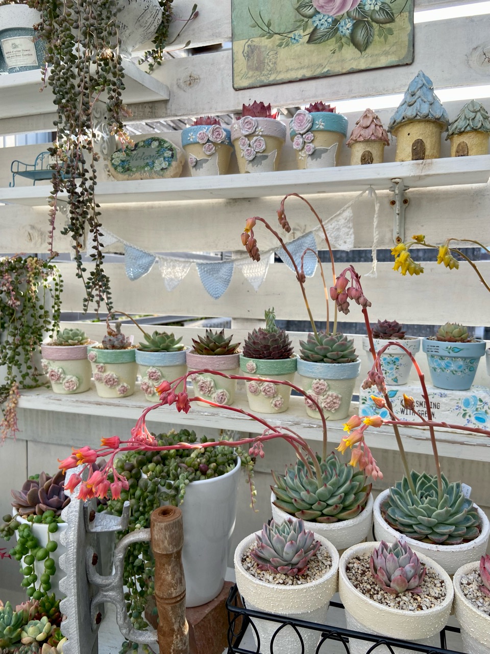 多肉の花とは思えないような可憐な小花&やっぱり私には切れない : の