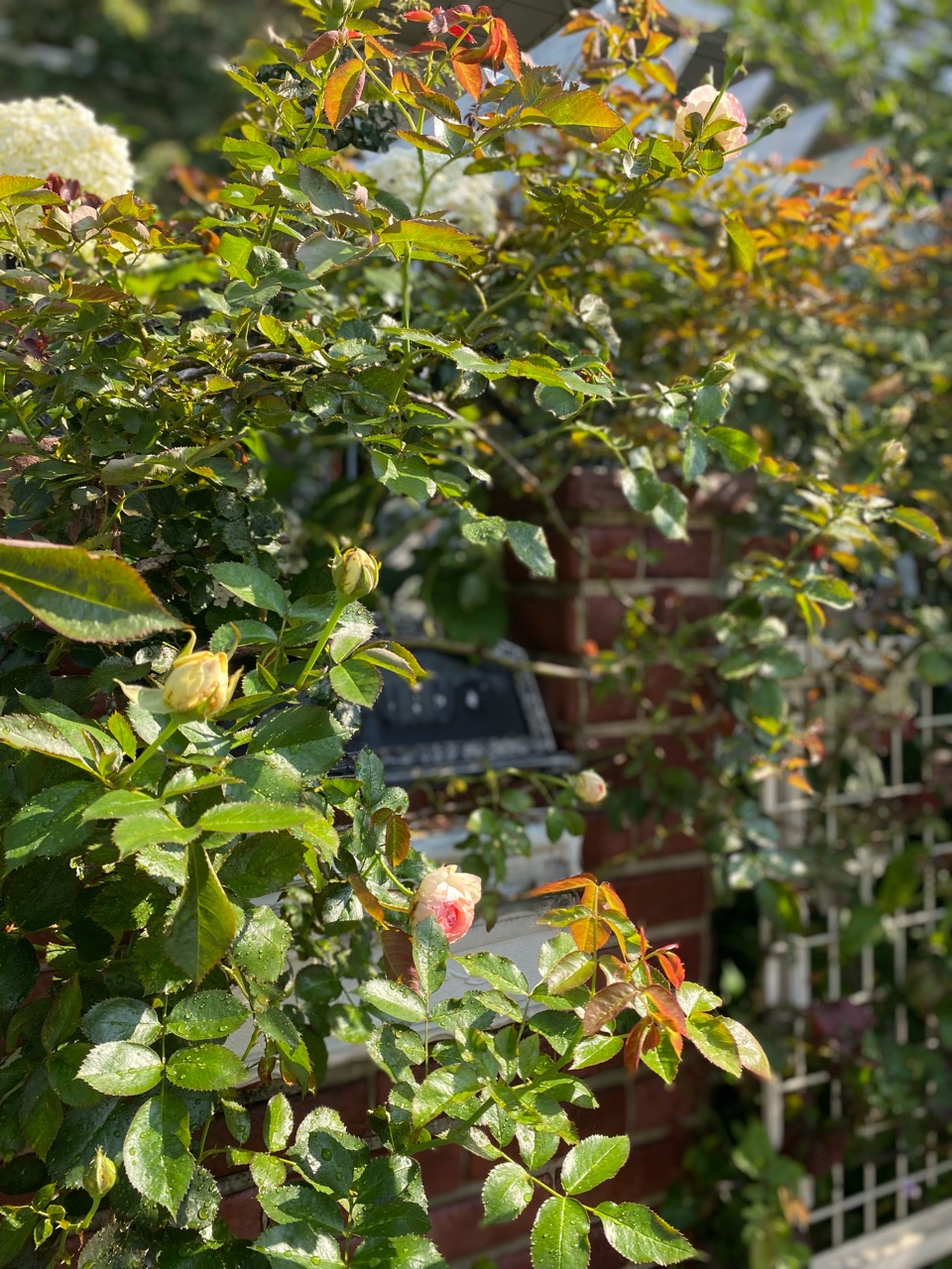 バラ ピエールドゥロンサールの2番花 よく咲くバラ 育て方の去年との違いは 機能的でオシャレな作業着が欲しい のばらのガーデニングブログ Hana And Rose Garden Powered By ライブドアブログ バラ ピエールドゥロンサールの2番花 よく咲くバラ 育て方の去年との違いは 機能的でオシャレな作業着が欲しい のばらのガーデニングブログ Hana And Rose Garden Powered By ライブドアブログ