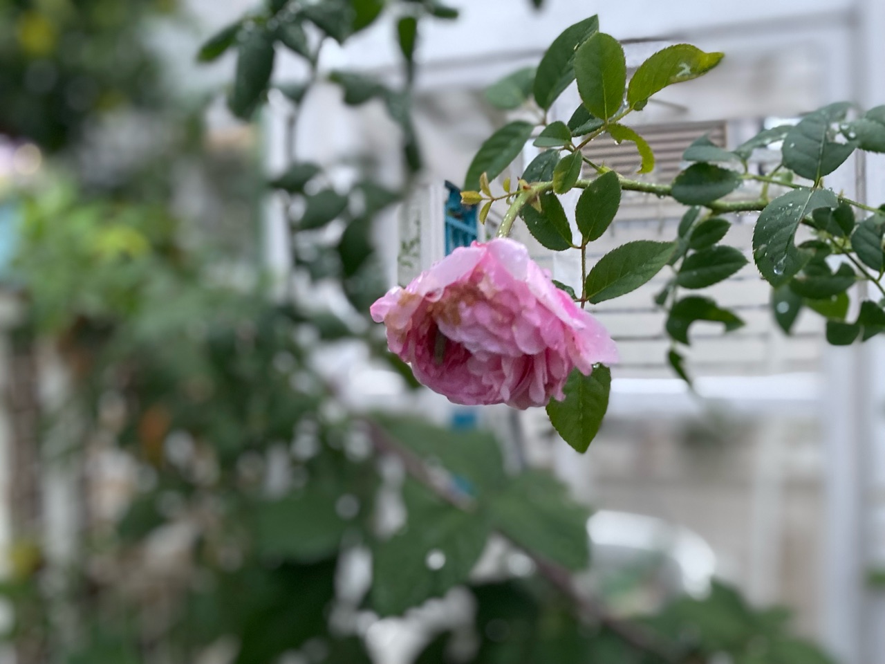 秋バラ雨にも負けず風にも負けず 兄弟揃って のばらのガーデニングブログ Hana And Rose Garden Powered By ライブドアブログ