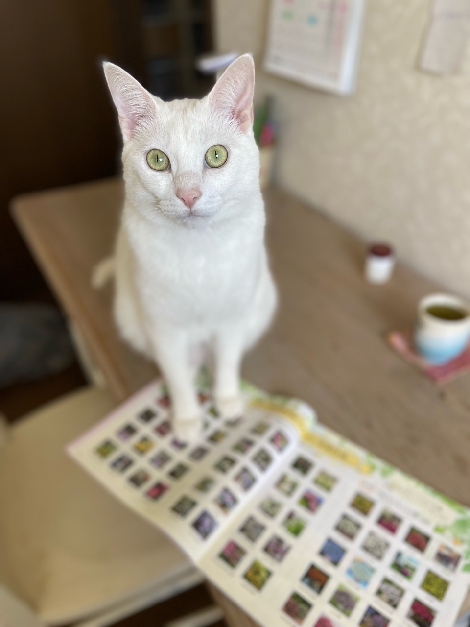 大好きなブルーローズたち・・色が出ないので夕方に撮影してみ 大好きなブルーローズたち・・色が出ないので夕方に撮影してみ
