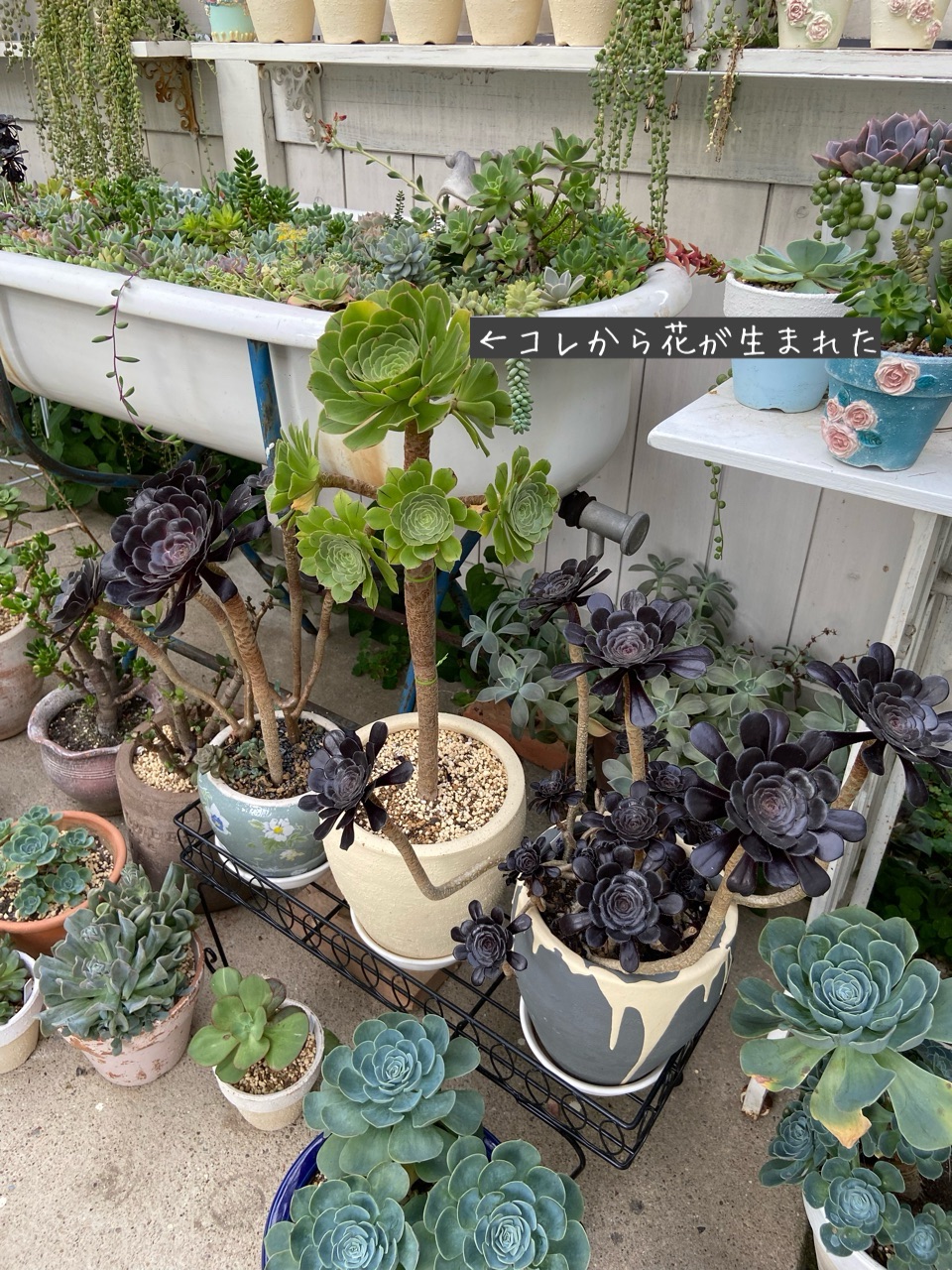 おおおお!(◎_◎;)アエオニウム、ピラミッド型の花 : のばらの おおおお!(◎_◎;)アエオニウム、ピラミッド型の花 : のばらの