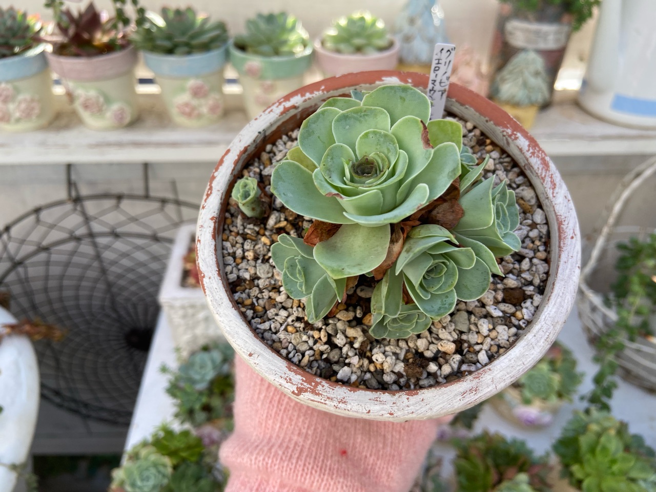 多肉】グリーノビアと言う冬型の多肉がお目覚めです : のばらの