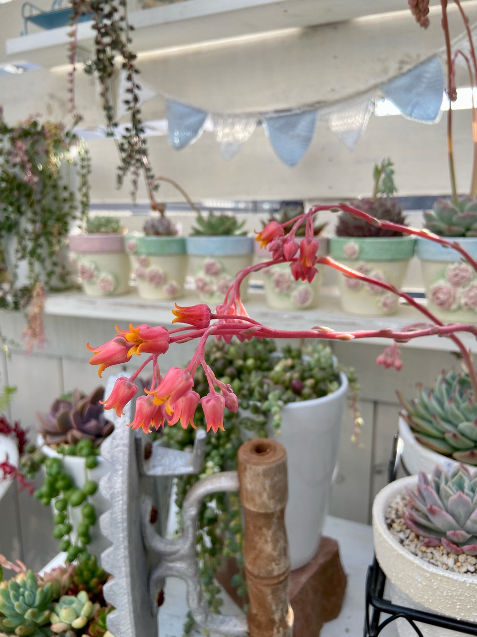 多肉の花とは思えないような可憐な小花&やっぱり私には切れない : の