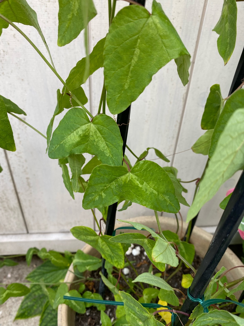 ちょっと変わったトケイソウ 上下関係 のばらのガーデニングブログ Hana And Rose Garden Powered By ライブドアブログ