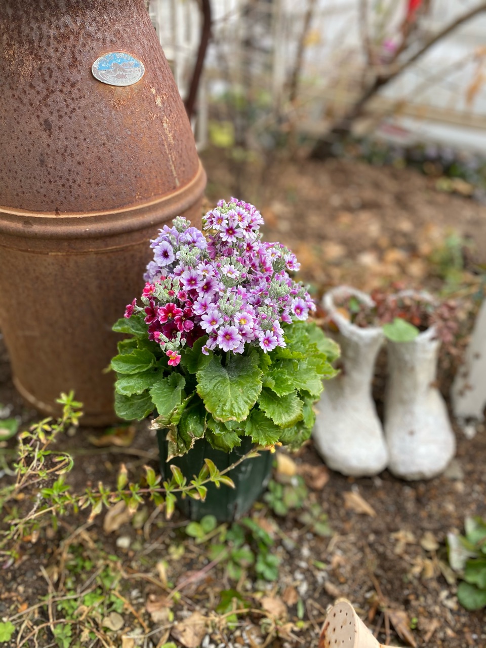 地植えのバラと木々に有機肥料 ガーデンハウスの汚れはメラミンで のばらのガーデニングブログ Hana And Rose Garden Powered By ライブドアブログ