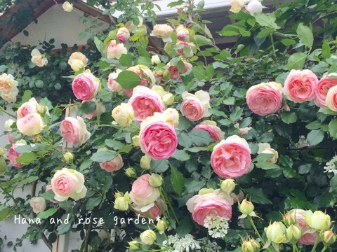 {6DD75738-26A9-4BF9-819D-48DF6818F42E}