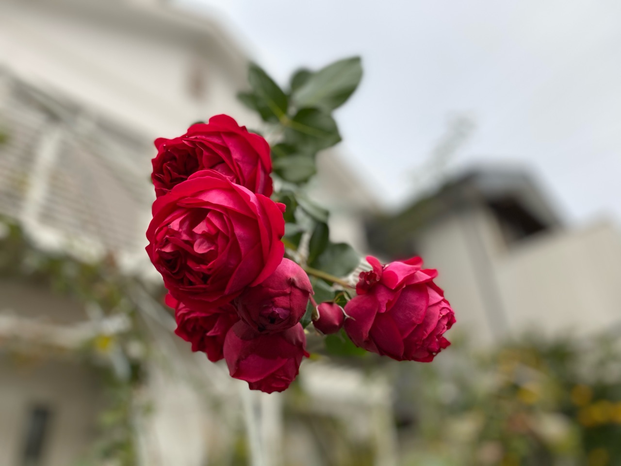 寒々しい小庭に可愛い花たち 葉牡丹が可愛いです のばらのガーデニングブログ Hana And Rose Garden Powered By ライブドアブログ 寒々しい小庭に可愛い花たち 葉牡丹が可愛いです のばらのガーデニングブログ Hana And Rose Garden Powered By ライブドアブログ