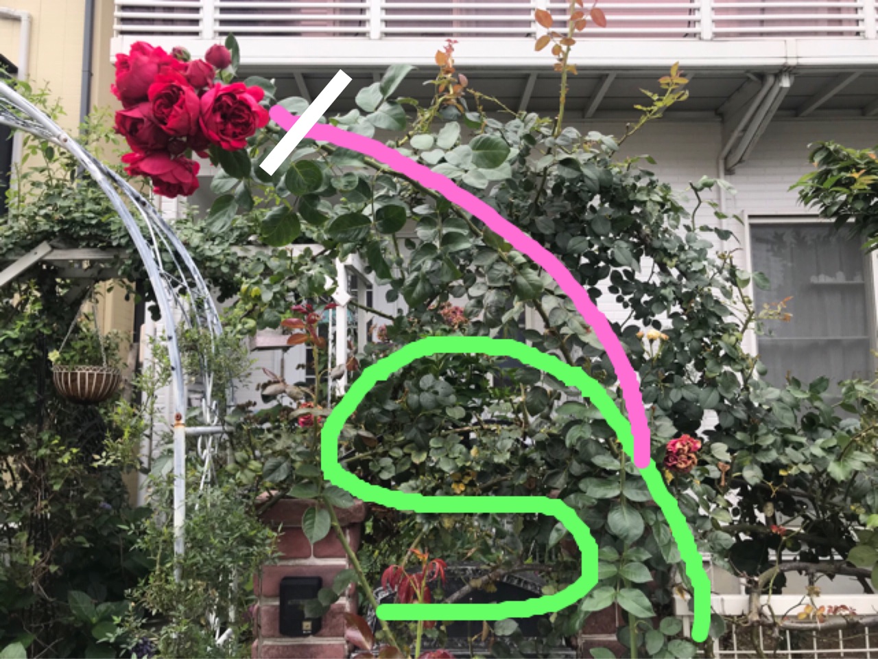 シュートの処理 体力温存のため不要なシュートはカットする のばらのガーデニングブログ Hana And Rose Garden Powered By ライブドアブログ シュートの処理 体力温存のため不要なシュートはカットする のばらのガーデニングブログ Hana And Rose Garden Powered By ライブドアブログ