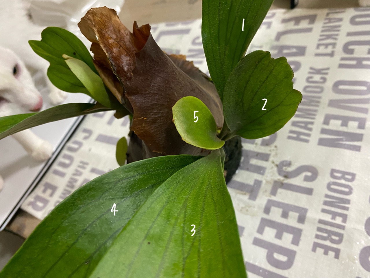 コウモリラン(ビカクシダ)の株分けに挑戦・・・震える手で コウモリラン(ビカクシダ)の株分けに挑戦・・・震える手で