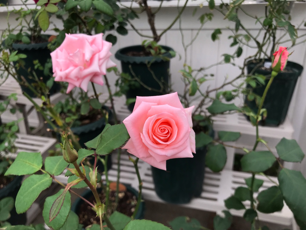 絞りバラ センチメンタルが美しい秋etc 猫好きには幸せな季節 のばらのガーデニングブログ Hana And Rose Garden Powered By ライブドアブログ 絞りバラ センチメンタルが美しい秋etc 猫好きには幸せな季節 のばらのガーデニングブログ Hana And Rose Garden Powered By ライブドアブログ