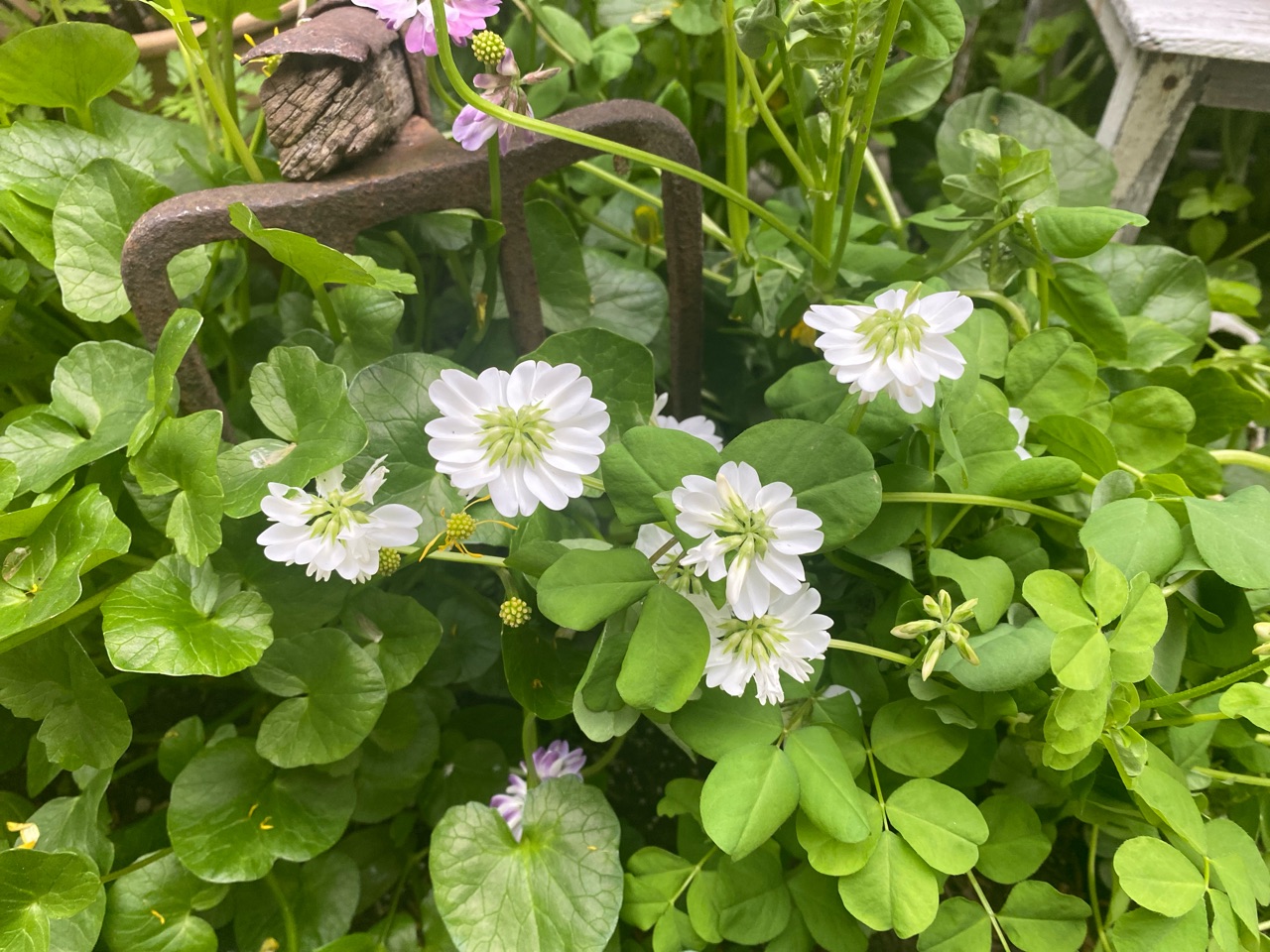 スノーフレークが咲いた 春の花が次々咲くと同時に初夏の花の準備を始めます のばらのガーデニングブログ Hana And Rose Garden Powered By ライブドアブログ