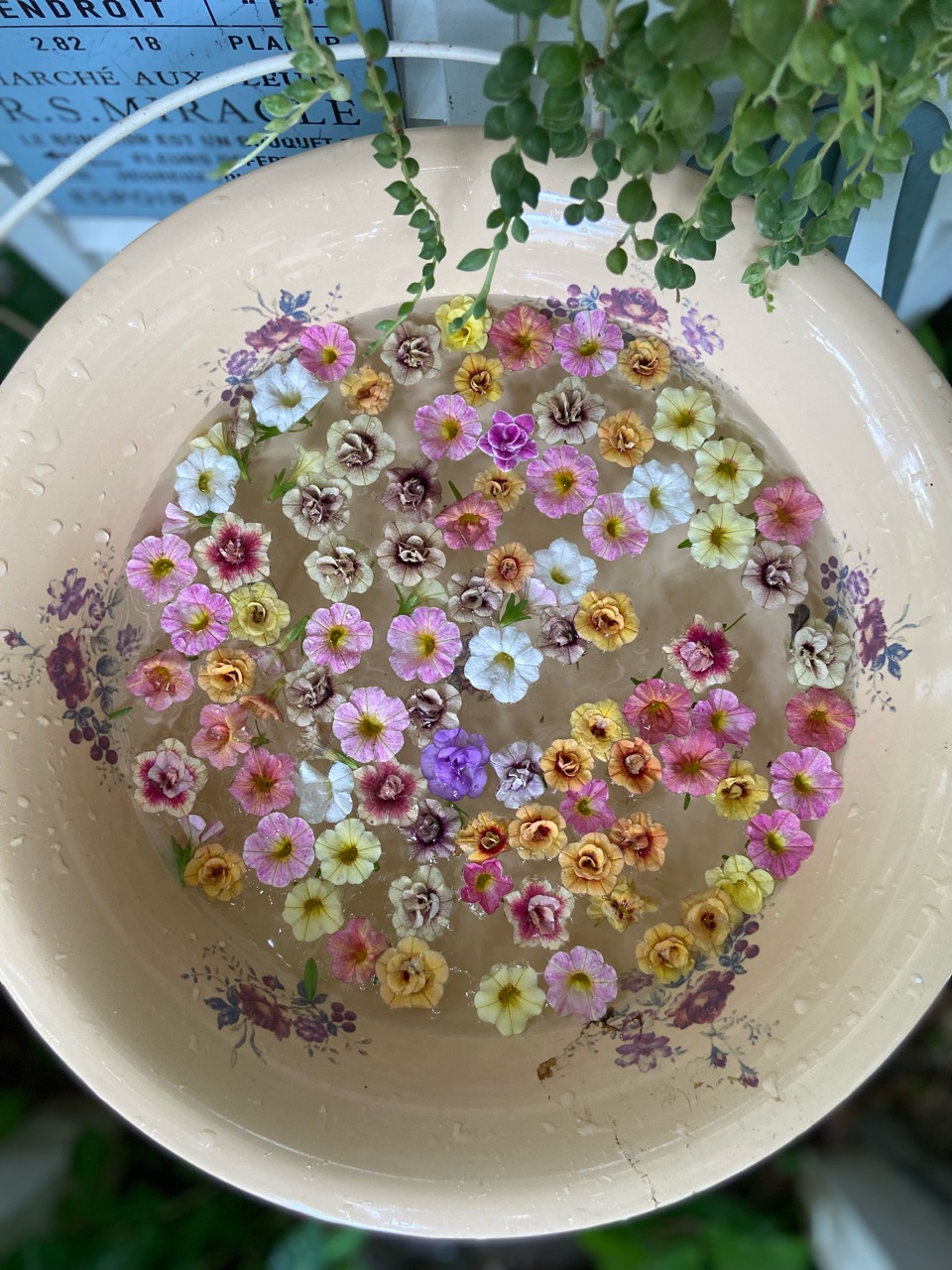 切り戻した花ってどうしてる？～植物と琺瑯雑貨～ : のばらの