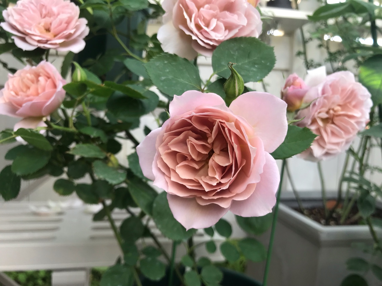 美しいカラーのバラ いおり ブルーフォーユー モーニングミストetc のばらのガーデニングブログ Hana And Rose Garden Powered By ライブドアブログ 美しいカラーのバラ いおり ブルーフォーユー モーニングミストetc のばらのガーデニングブログ Hana And Rose Garden Powered By ライブドアブログ