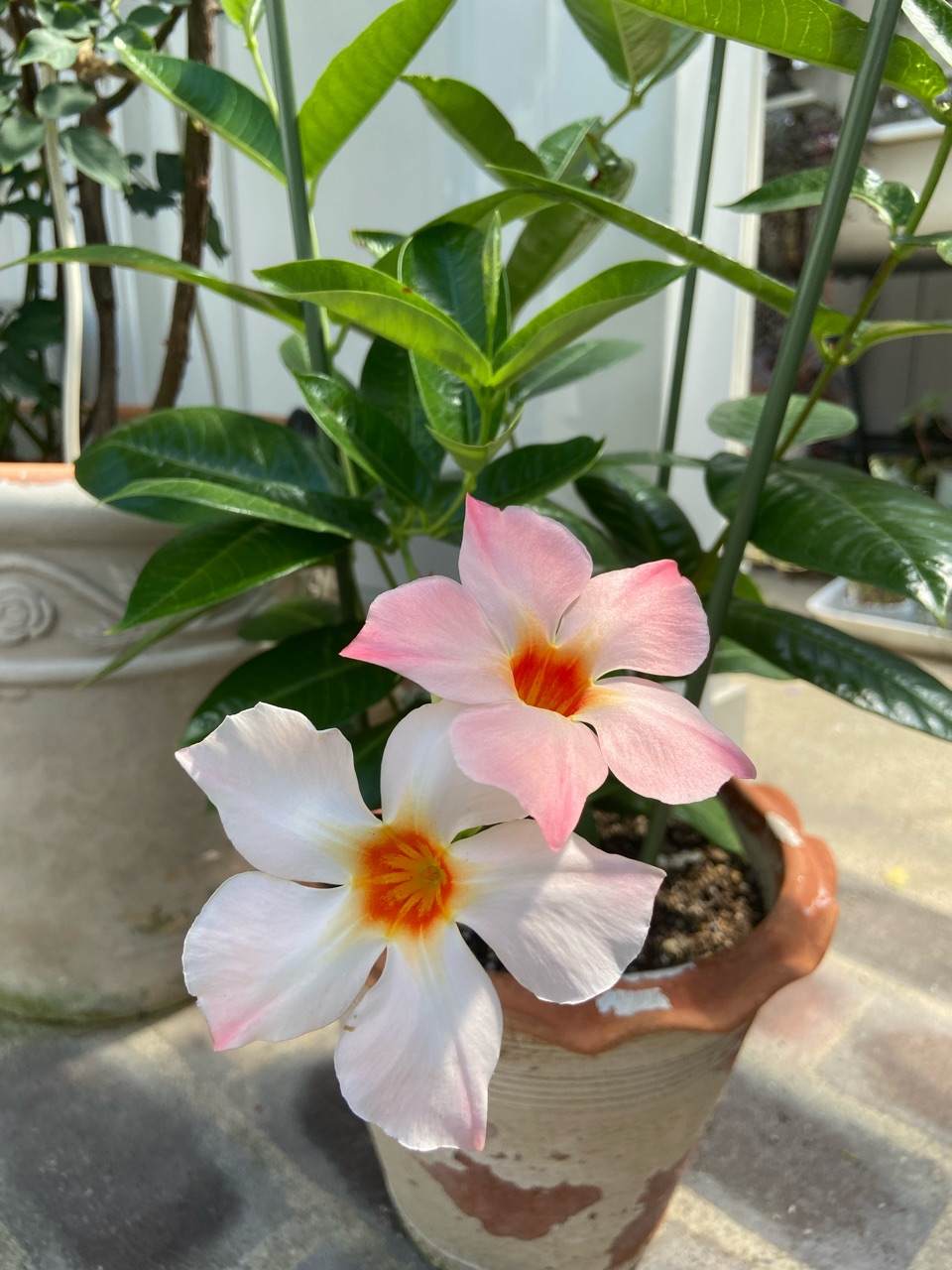 花パラソル 中々成長しないサンパラソルとげニチニチソウ各種 : のばらの