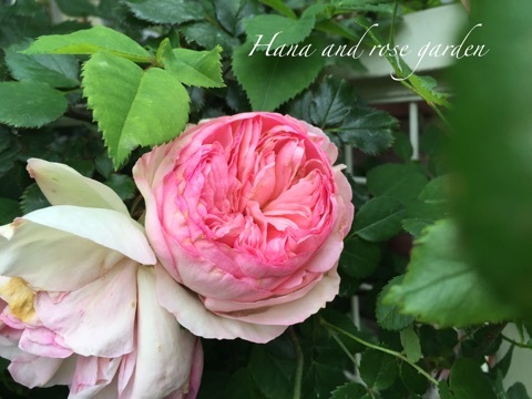 {53CF9CDB-B6B7-4725-A862-540F03DAA40C}