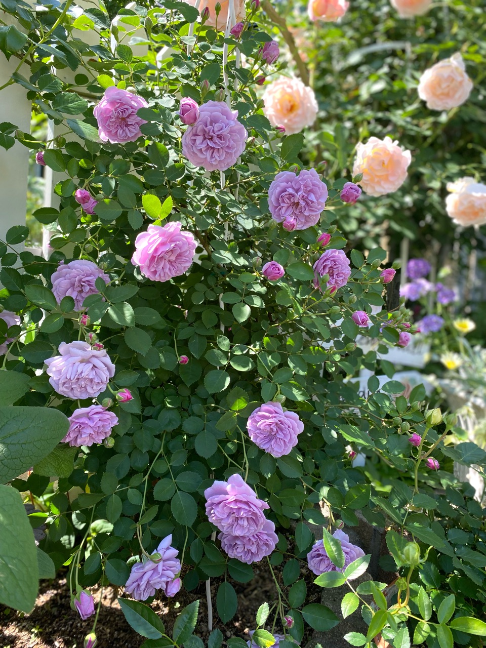 バラと寄せ植え 淡く優しいバラの一瞬のコラボ ロココ レイニーブルー のばらのガーデニングブログ Hana And Rose Garden Powered By ライブドアブログ