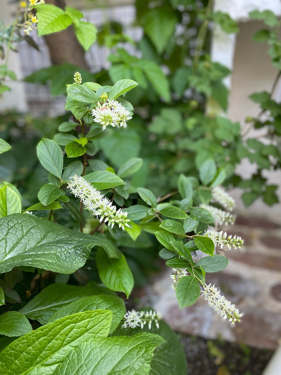 ミニバラの剪定〜グリーンアイスと5月に花が咲く木~ : のばらの ミニバラの剪定〜グリーンアイスと5月に花が咲く木~ : のばらの
