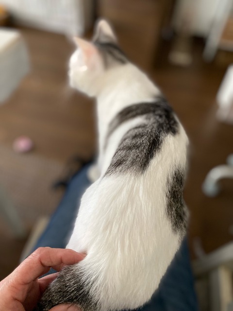 FullSizeRender