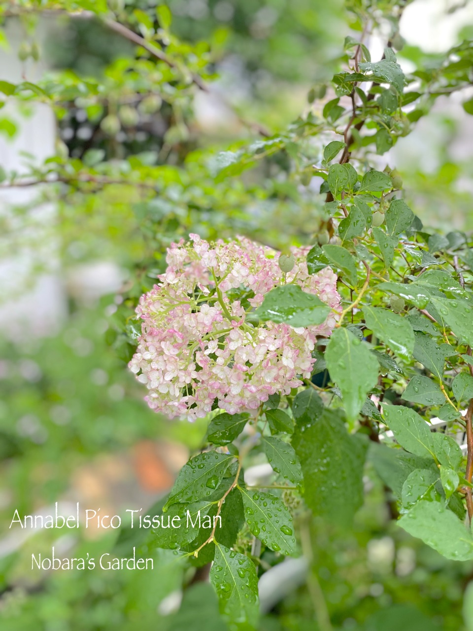 紫陽花の挿し木をしました~挿し木のコツ~ : のばらの 紫陽花の挿し木をしました~挿し木のコツ~ : のばらの