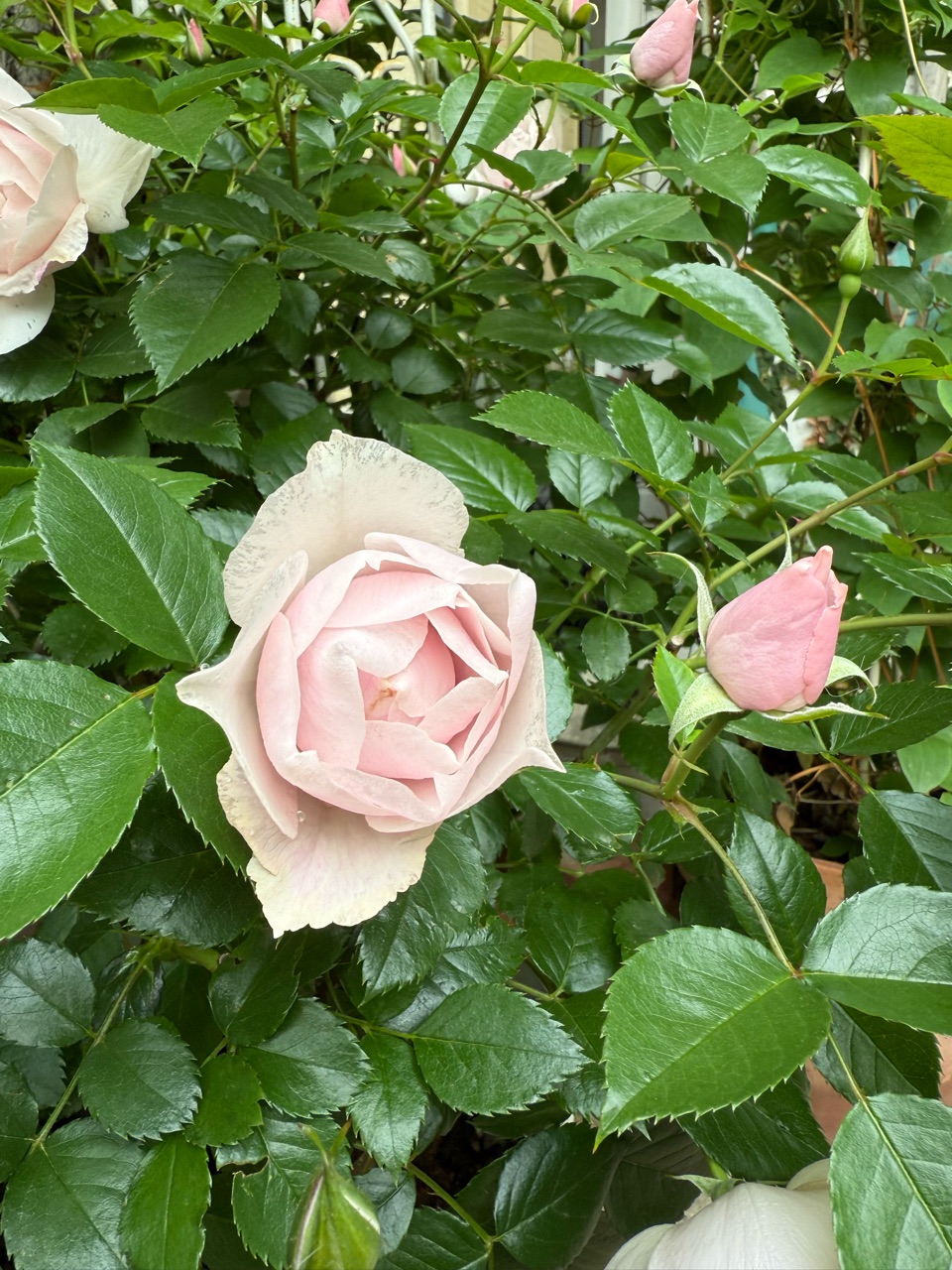 只今10種類のバラが開花宣言しました！ : のばらのガーデニング
