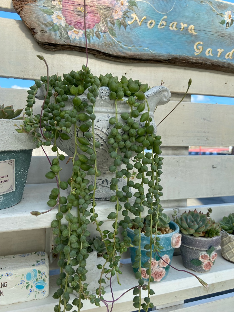 可愛い多肉グリーンネックレスとピーチネックレスを増やす時にやってること のばらのガーデニングブログ Hana And Rose Garden Powered By ライブドアブログ 可愛い多肉グリーンネックレスとピーチネックレスを増やす時にやってること のばらのガーデニングブログ Hana And Rose Garden Powered By ライブドアブログ