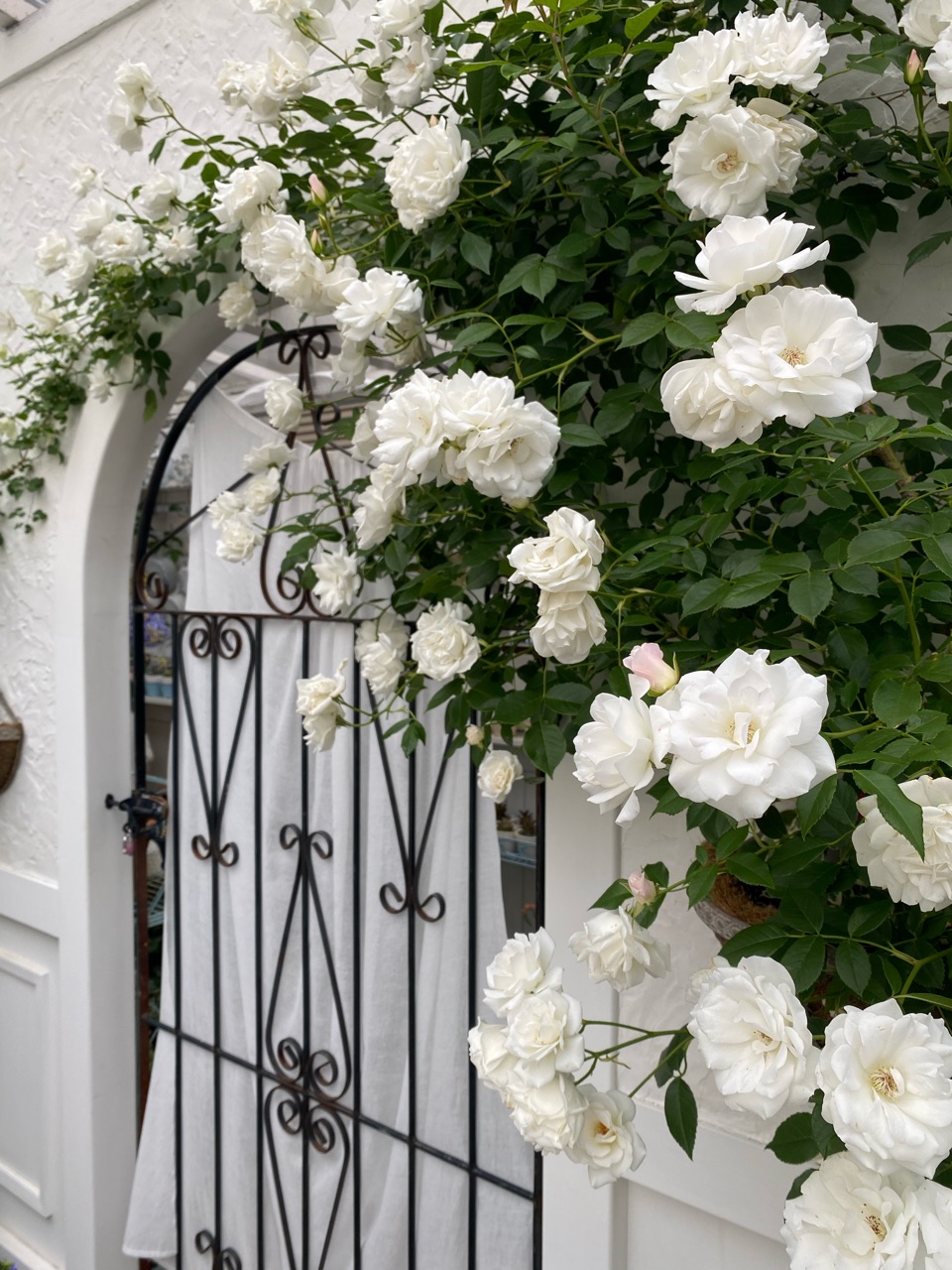 つるバラとクレマチス 純白だったツルアイスバーグのツボミがピンクになりました 透明感が美しいクリスパエンジェル のばらのガーデニングブログ Hana And Rose Garden Powered By ライブドアブログ