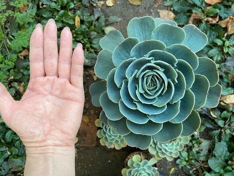 FullSizeRender
